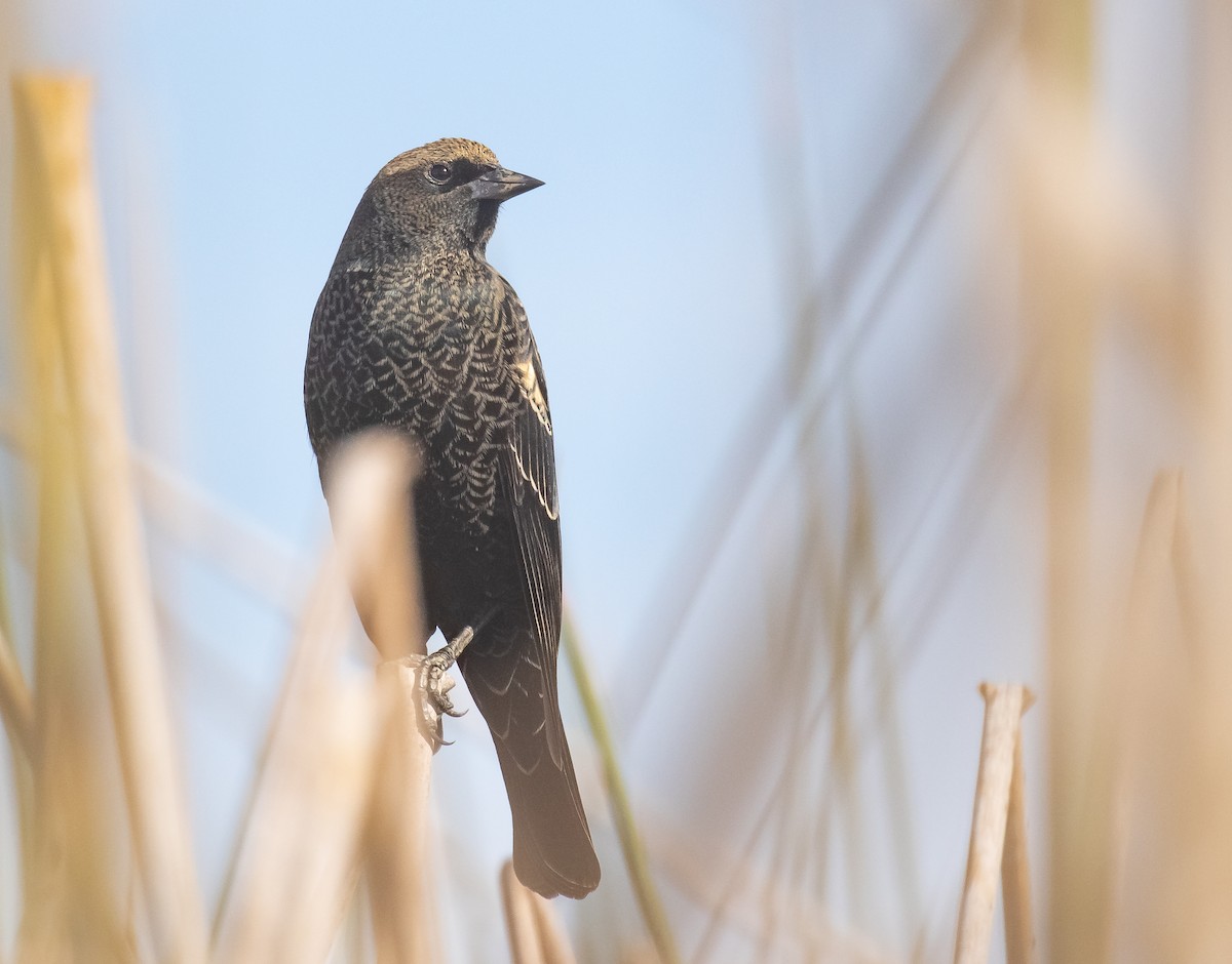 Tricolored Blackbird - ML625264572