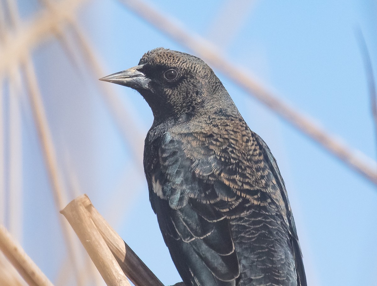 Tricolored Blackbird - ML625264634