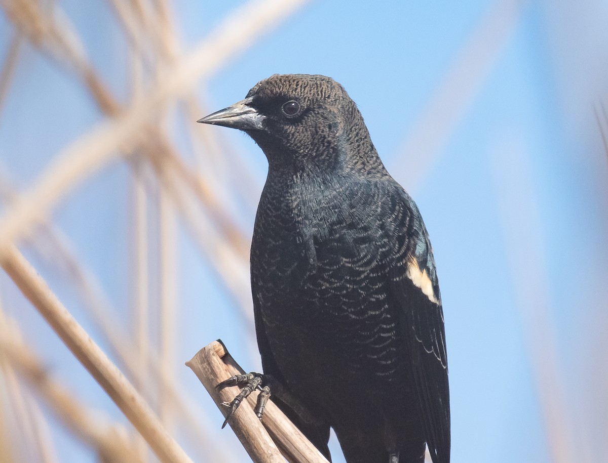 Tricolored Blackbird - ML625264637