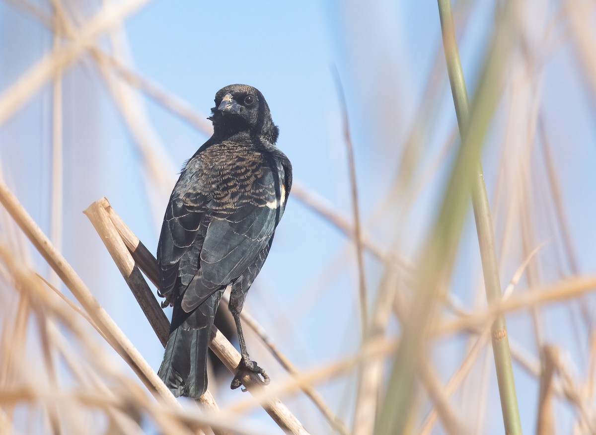 Tricolored Blackbird - ML625264639