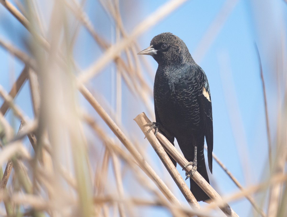 Tricolored Blackbird - ML625264640