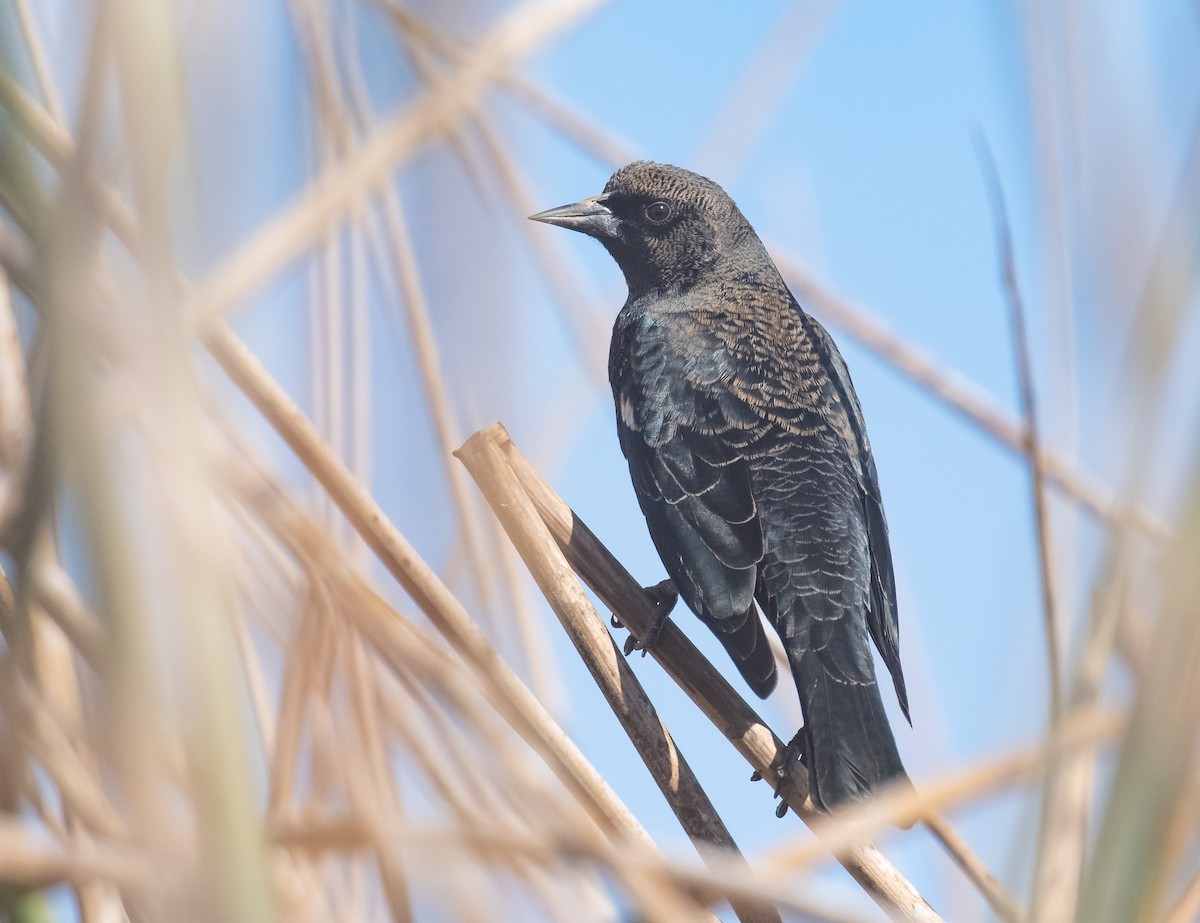 Tricolored Blackbird - ML625264641