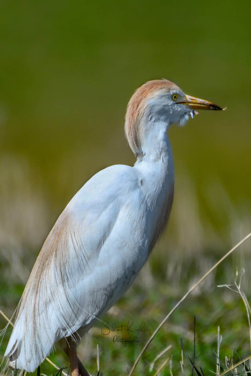 ニシアマサギ - ML625264647