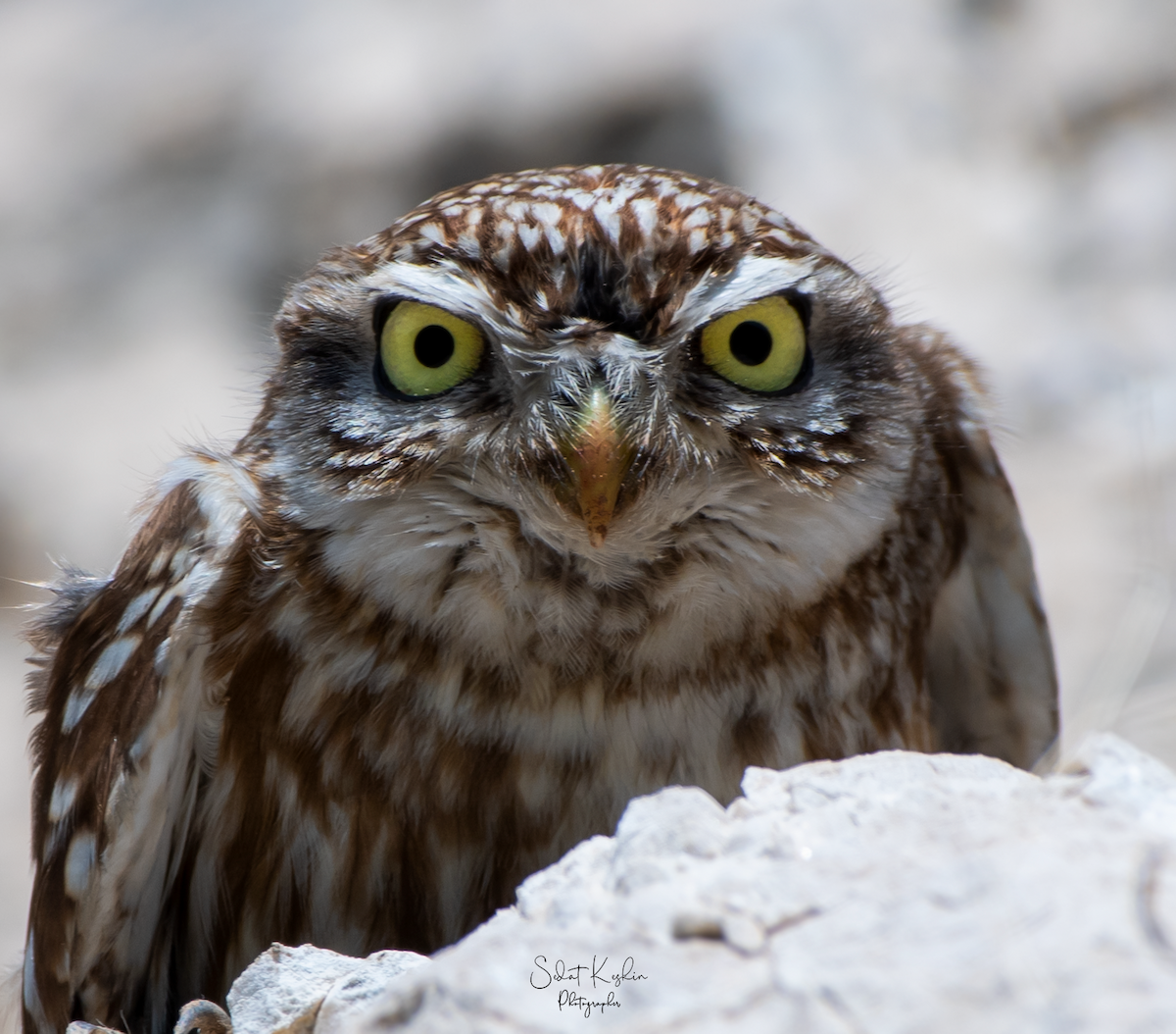 コキンメフクロウ - ML625264694