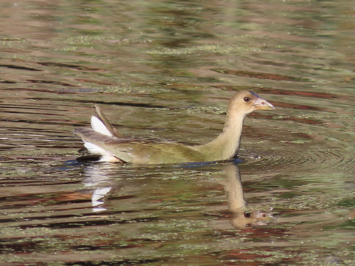 Purple Gallinule - Tim Carney