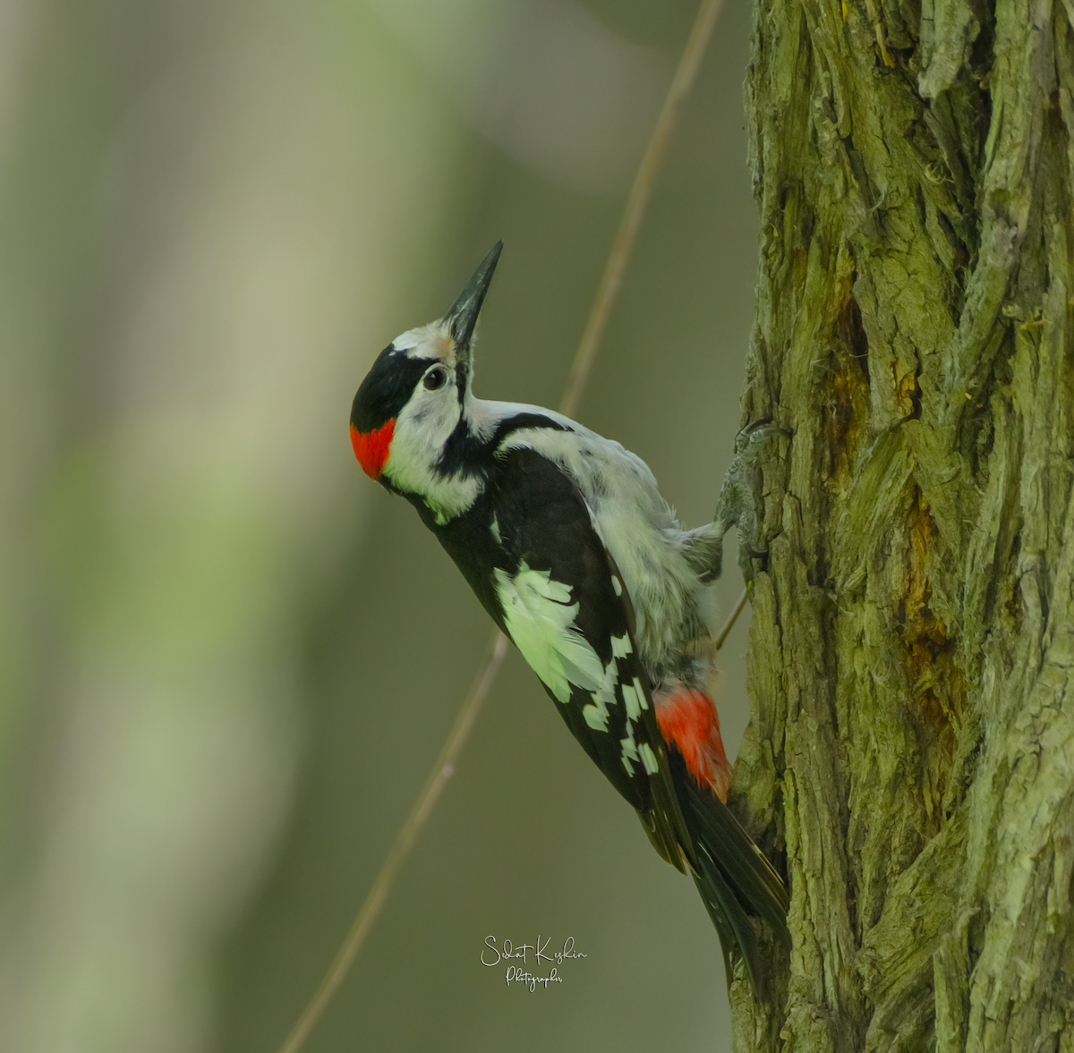 カオジロアカゲラ - ML625264714
