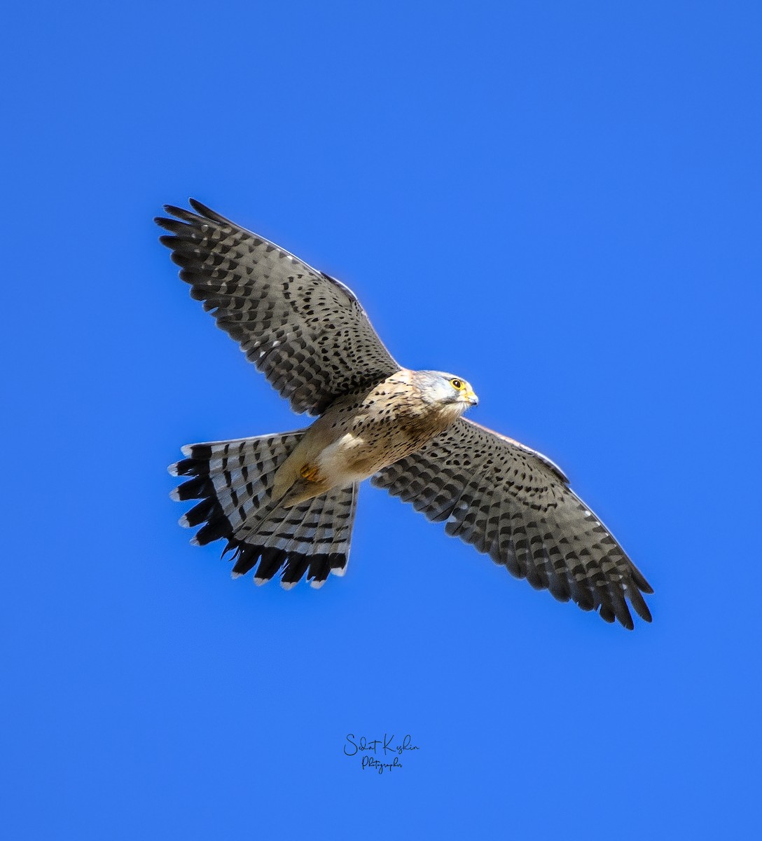 チョウゲンボウ - ML625264723