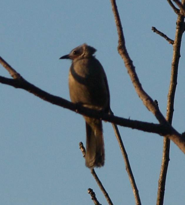 Bare-faced Bulbul - ML625264732