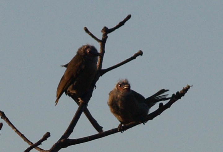 Bare-faced Bulbul - ML625264737