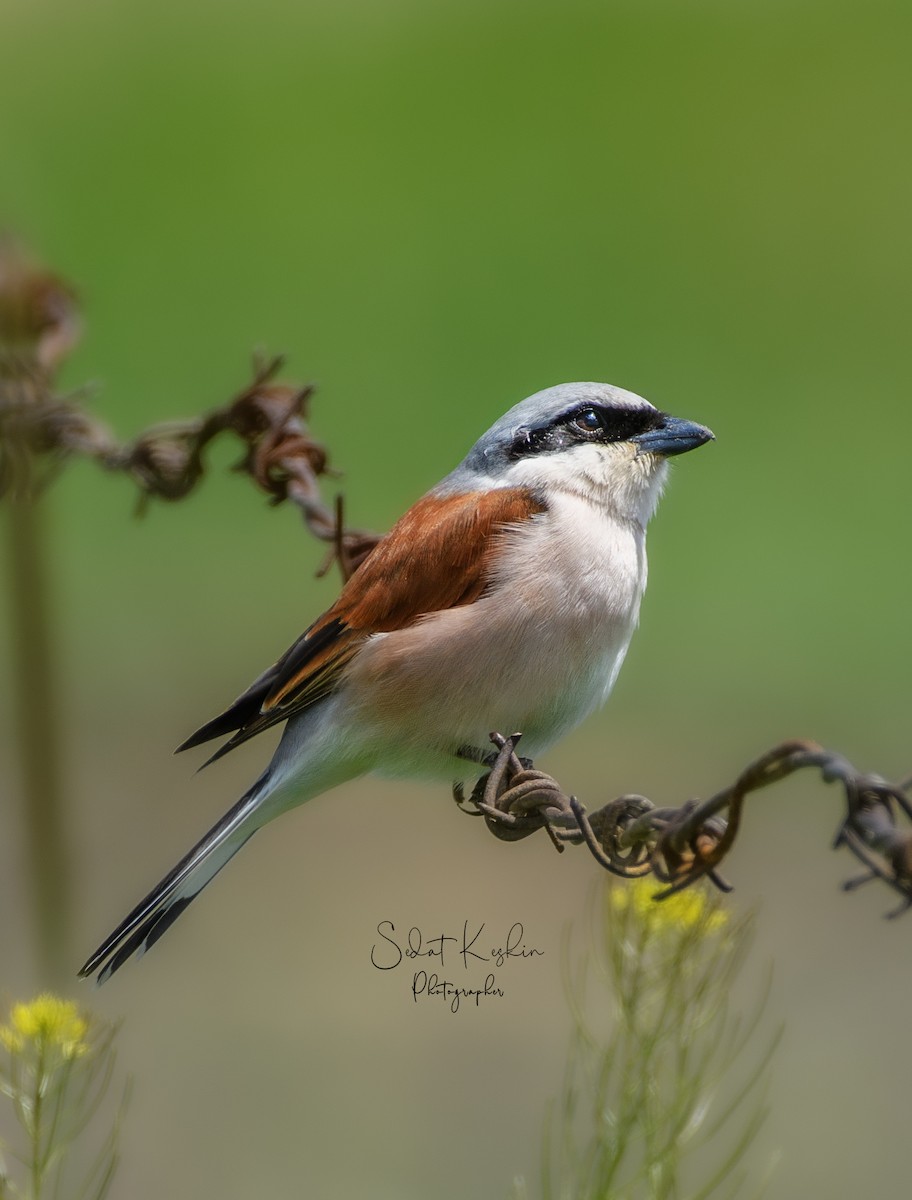 セアカモズ - ML625264738