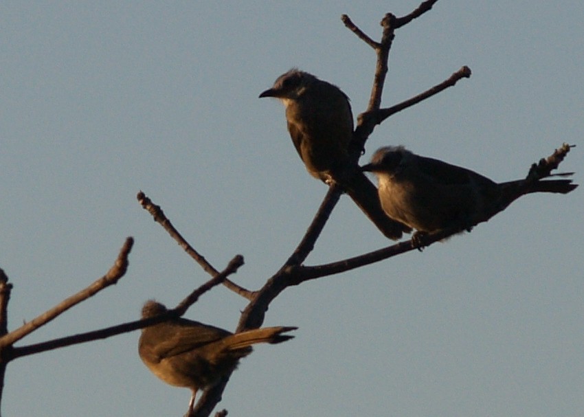 Bare-faced Bulbul - ML625264739