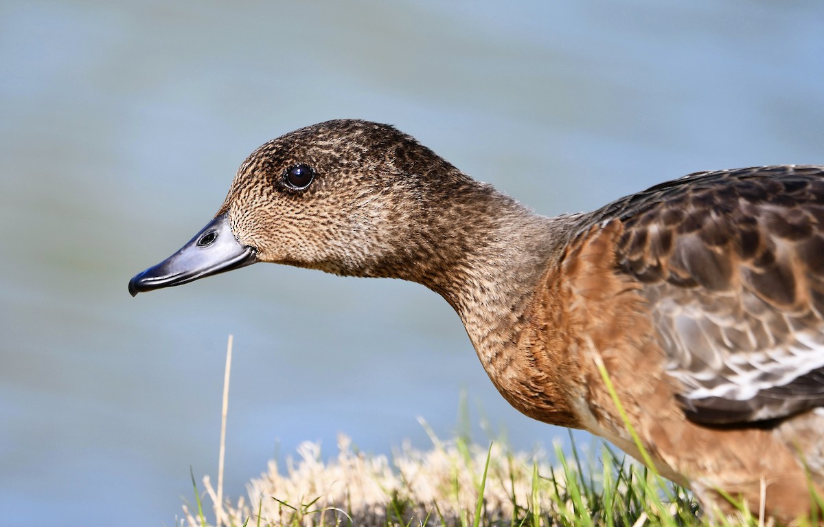 Canard d'Amérique - ML625264753