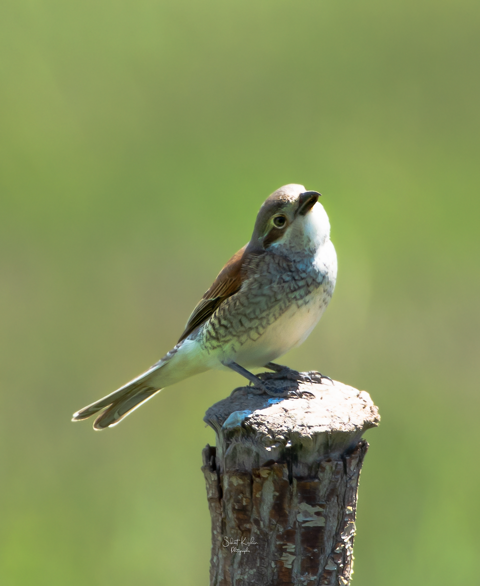 セアカモズ - ML625264760