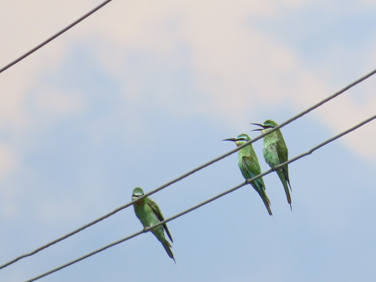 Blue-cheeked Bee-eater - Shilpa Gadgil