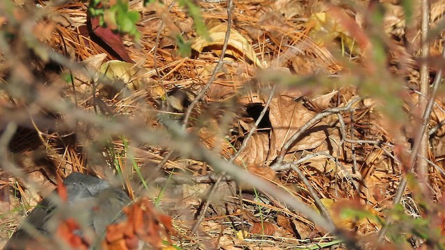 White-throated Sparrow - ML625264780