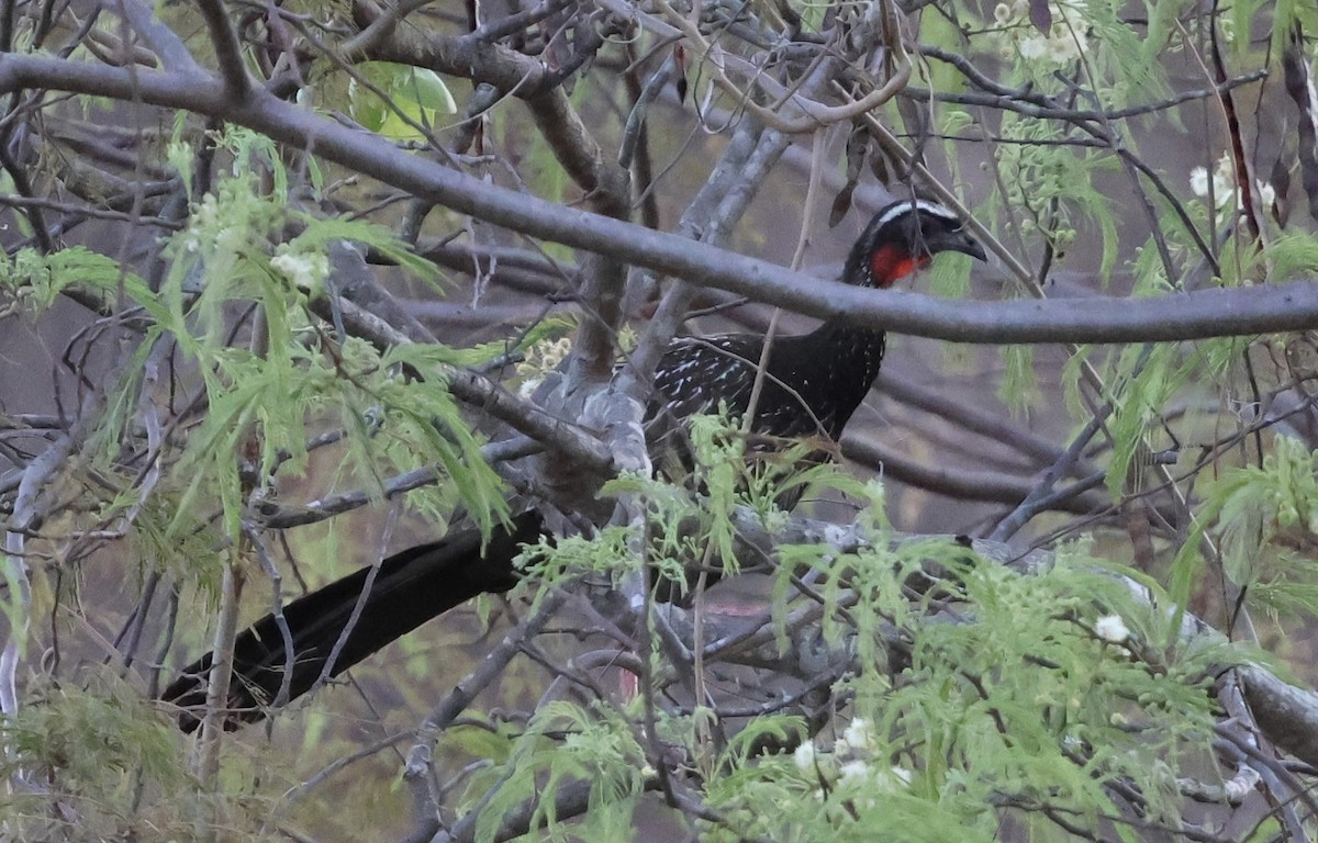 White-browed Guan - Shep Thorp