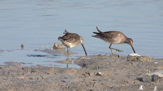 Long-billed Dowitcher - ML625264862