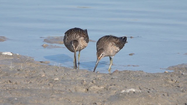 Long-billed Dowitcher - ML625264863