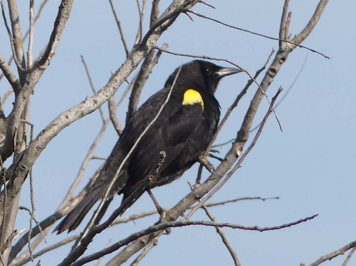 Yellow-winged Blackbird - María Eliana Obando