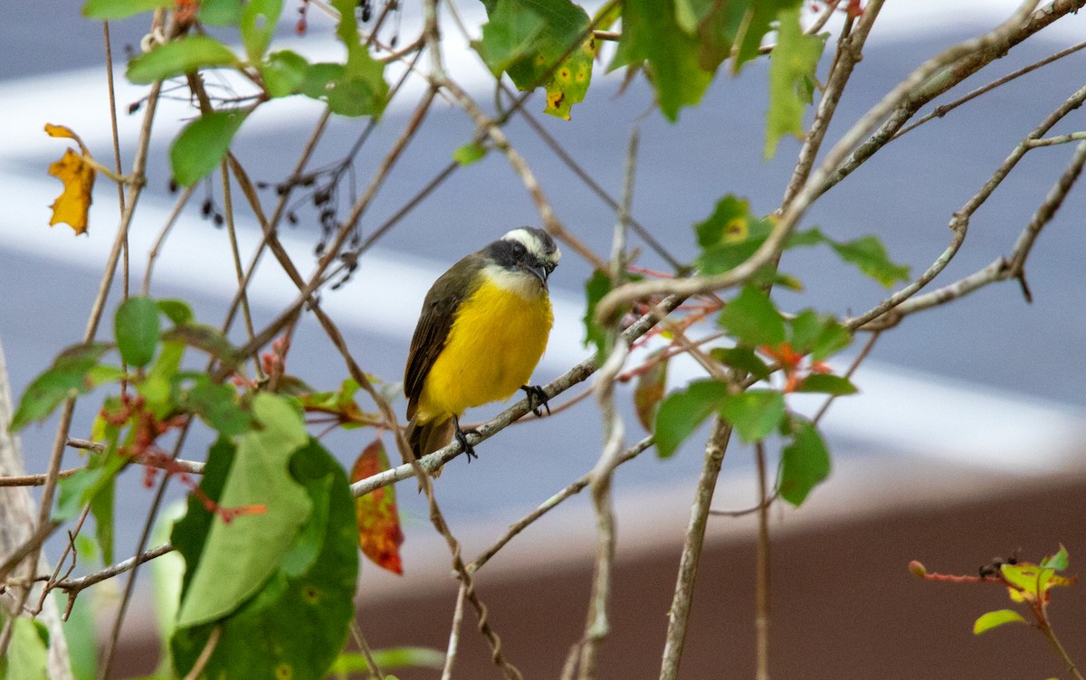 Social Flycatcher - ML625265039
