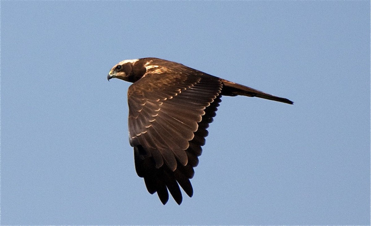 Western Marsh Harrier - ML625265105