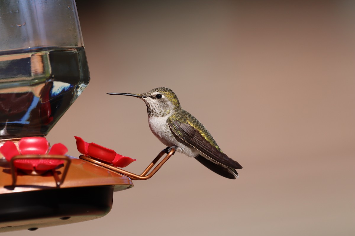 Anna's Hummingbird - ML625265143