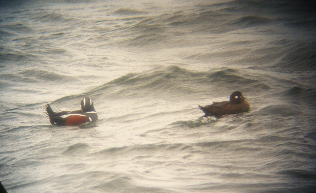 Harlequin Duck - ML625265212