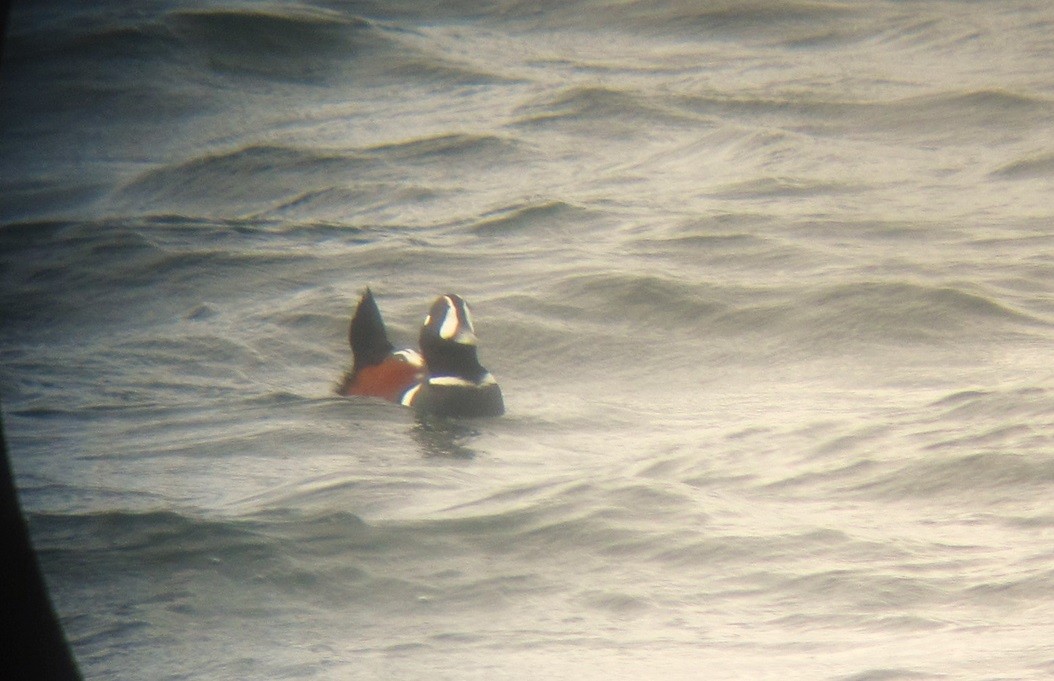 Harlequin Duck - ML625265222