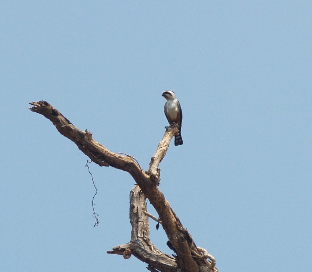 White-rumped Falcon - ML625265226