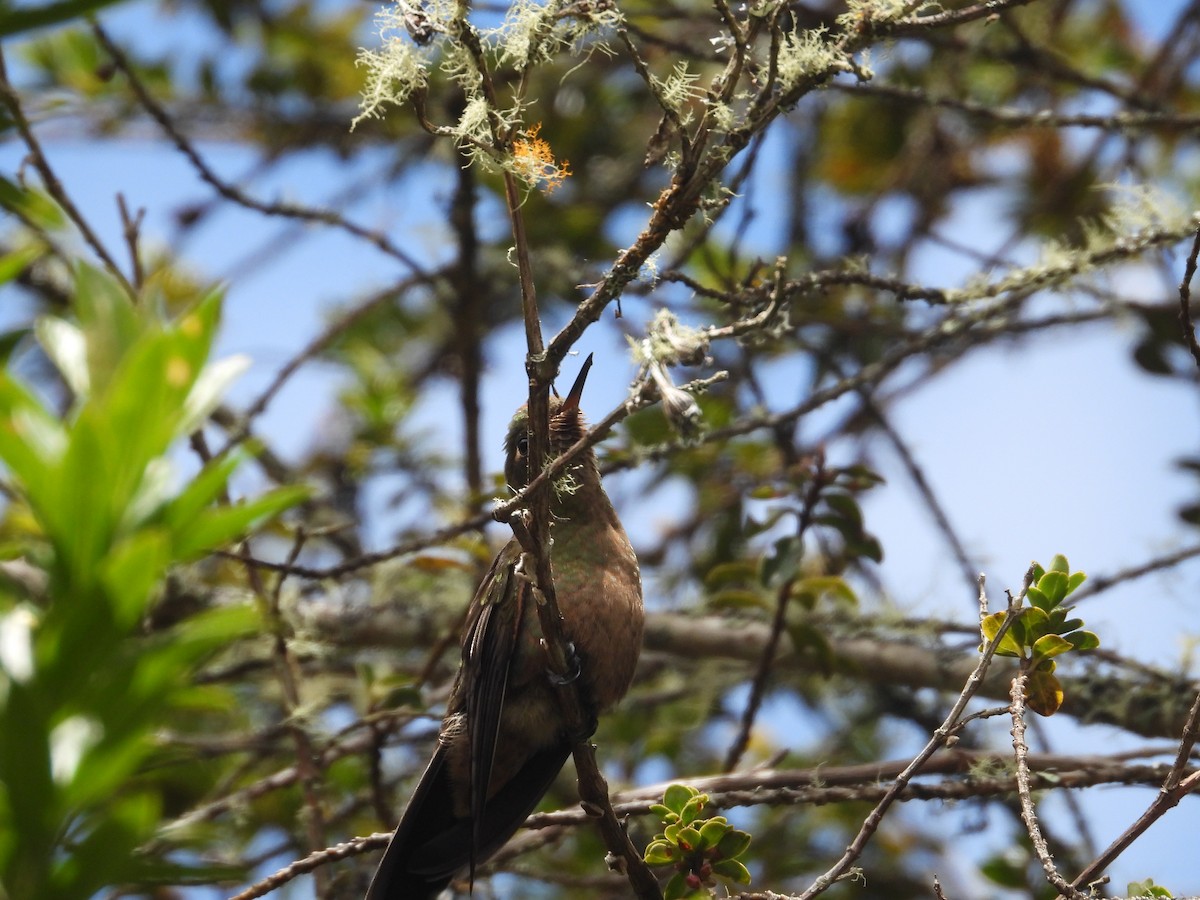 Bronze-tailed Thornbill - ML625265255