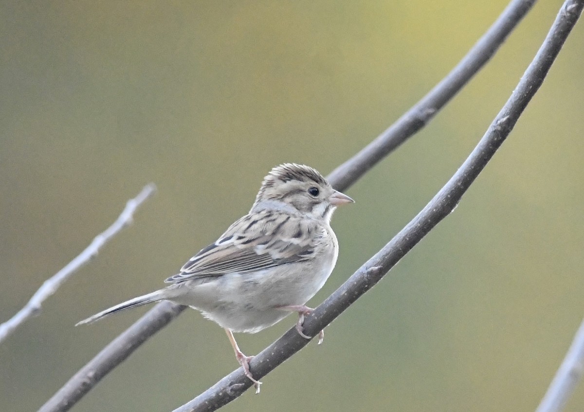 Clay-colored Sparrow - ML625265325