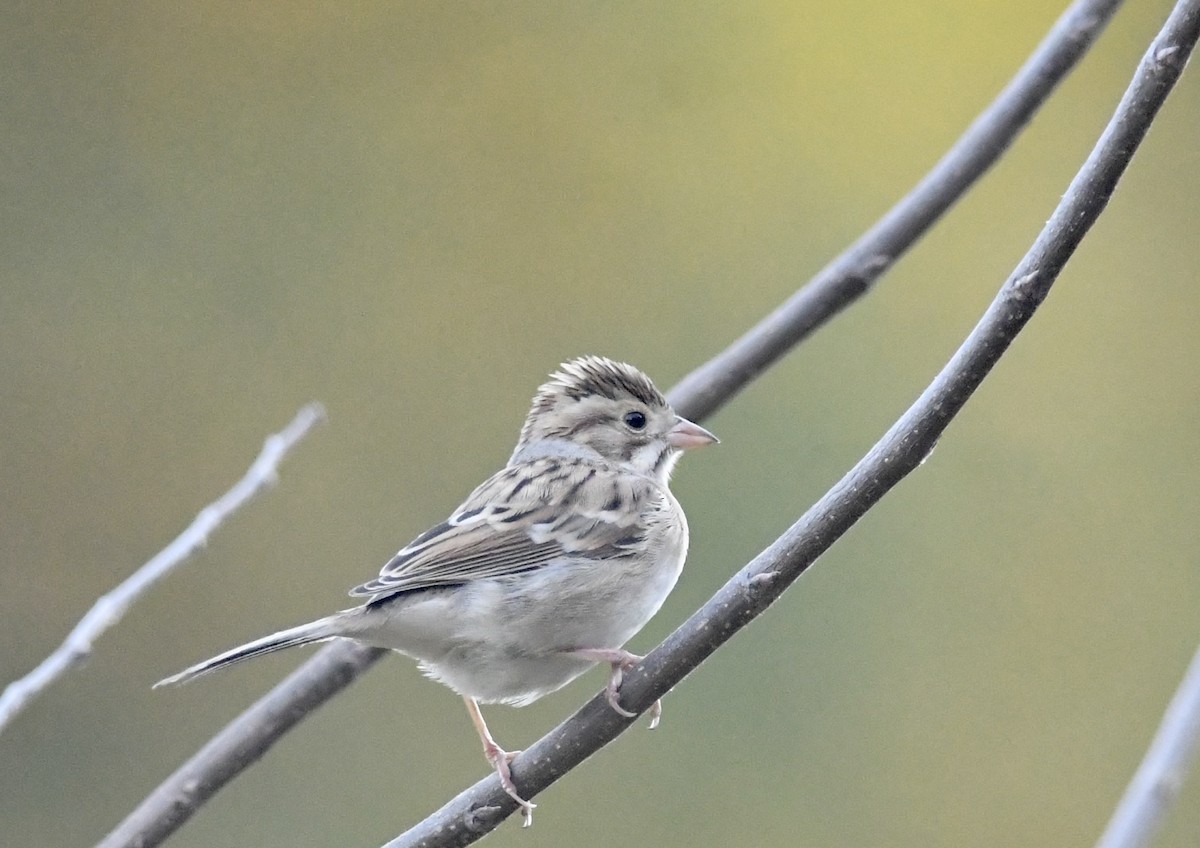 Clay-colored Sparrow - ML625265326