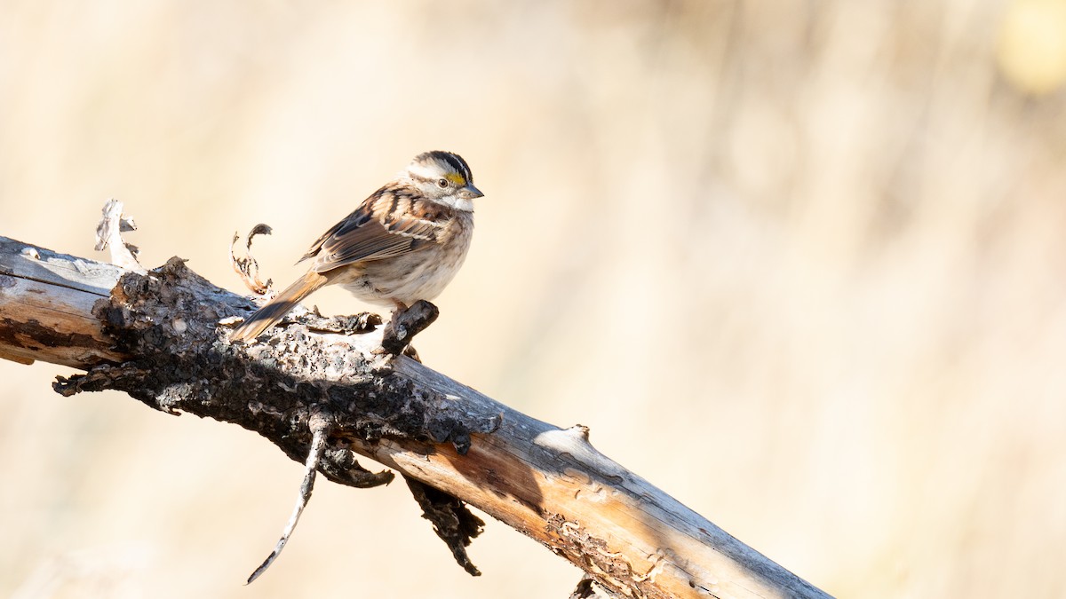 White-throated Sparrow - ML625265331