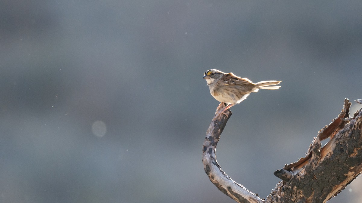 White-throated Sparrow - ML625265332