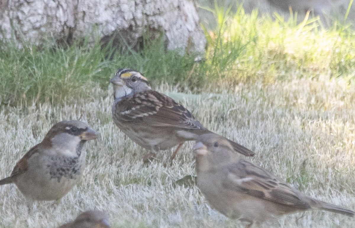 White-throated Sparrow - ML625265336