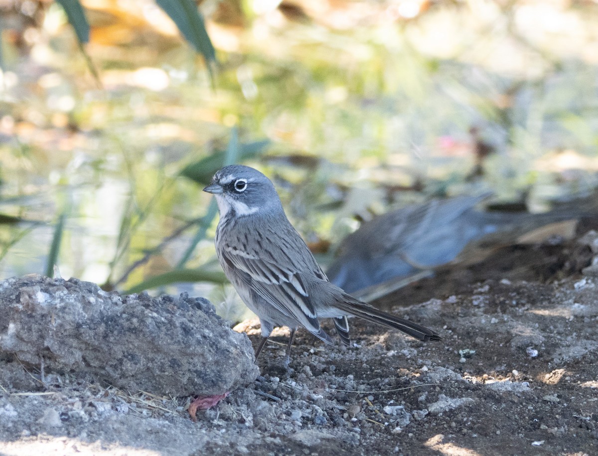 Sagebrush Sparrow - Luca Cinus