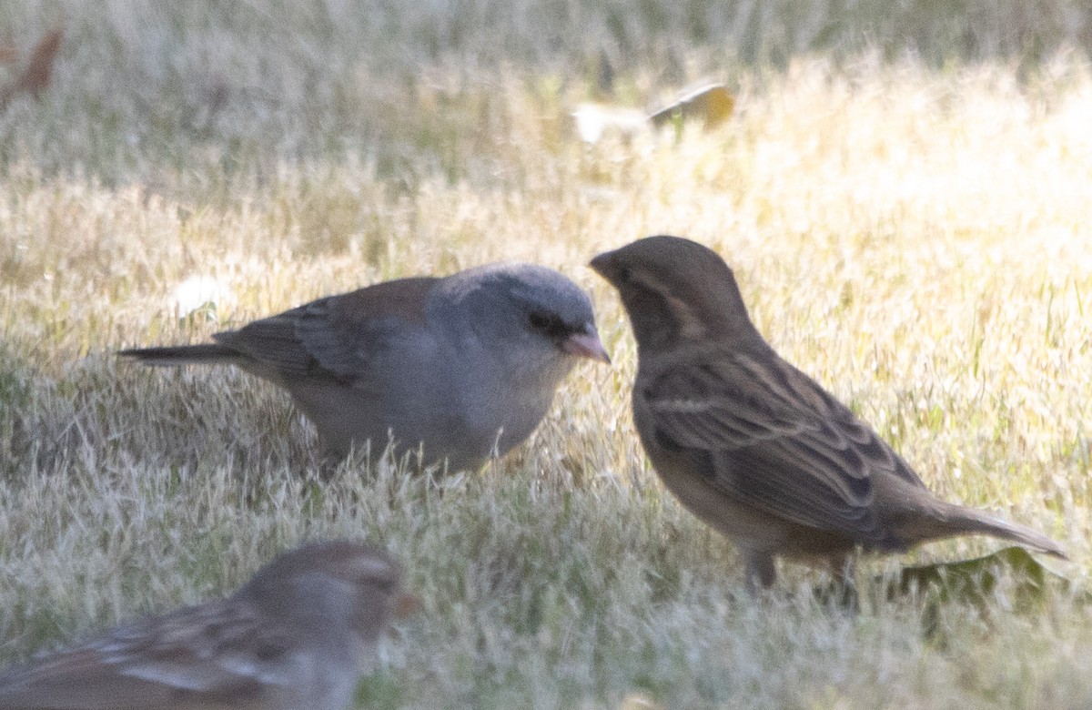 Dark-eyed Junco (Gray-headed) - ML625265347