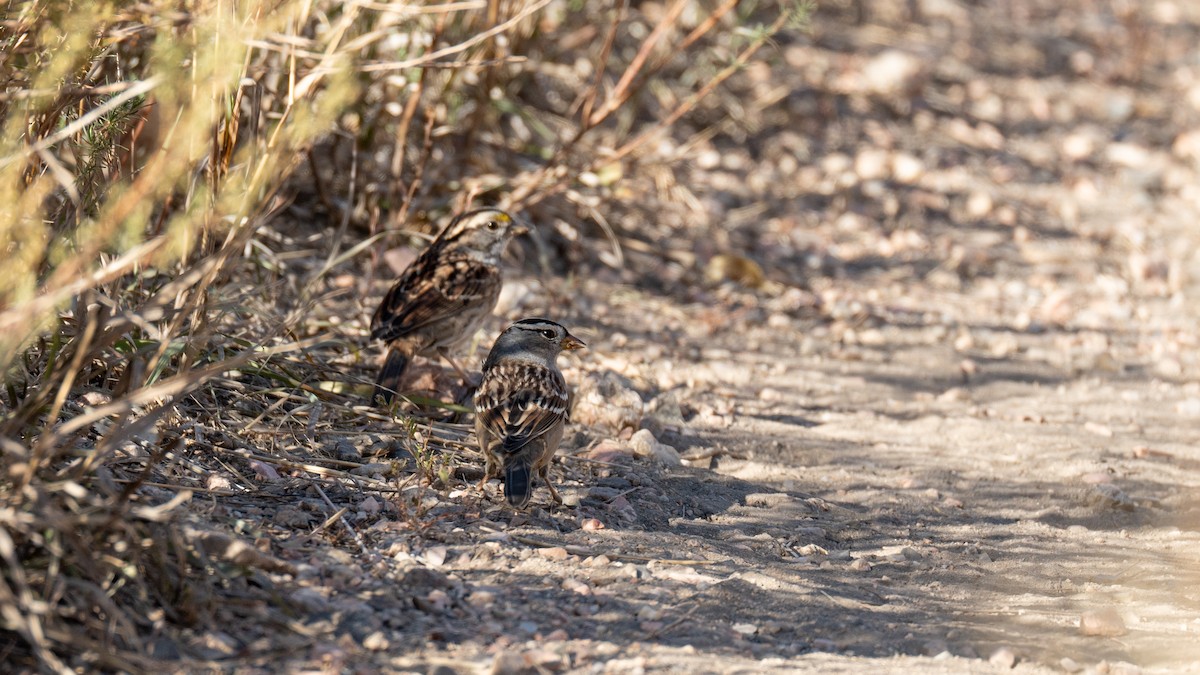 White-crowned Sparrow - ML625265349
