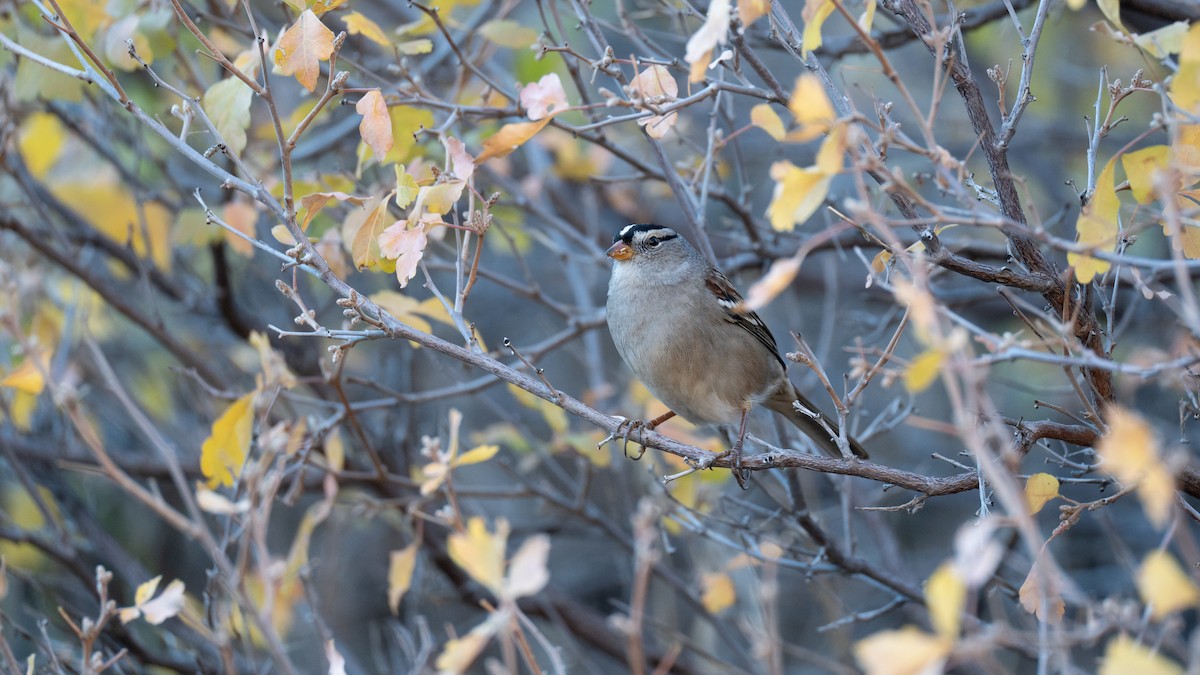 White-crowned Sparrow - ML625265351