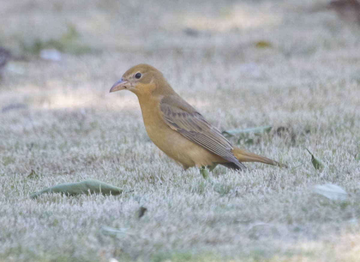 Summer Tanager - Luca Cinus