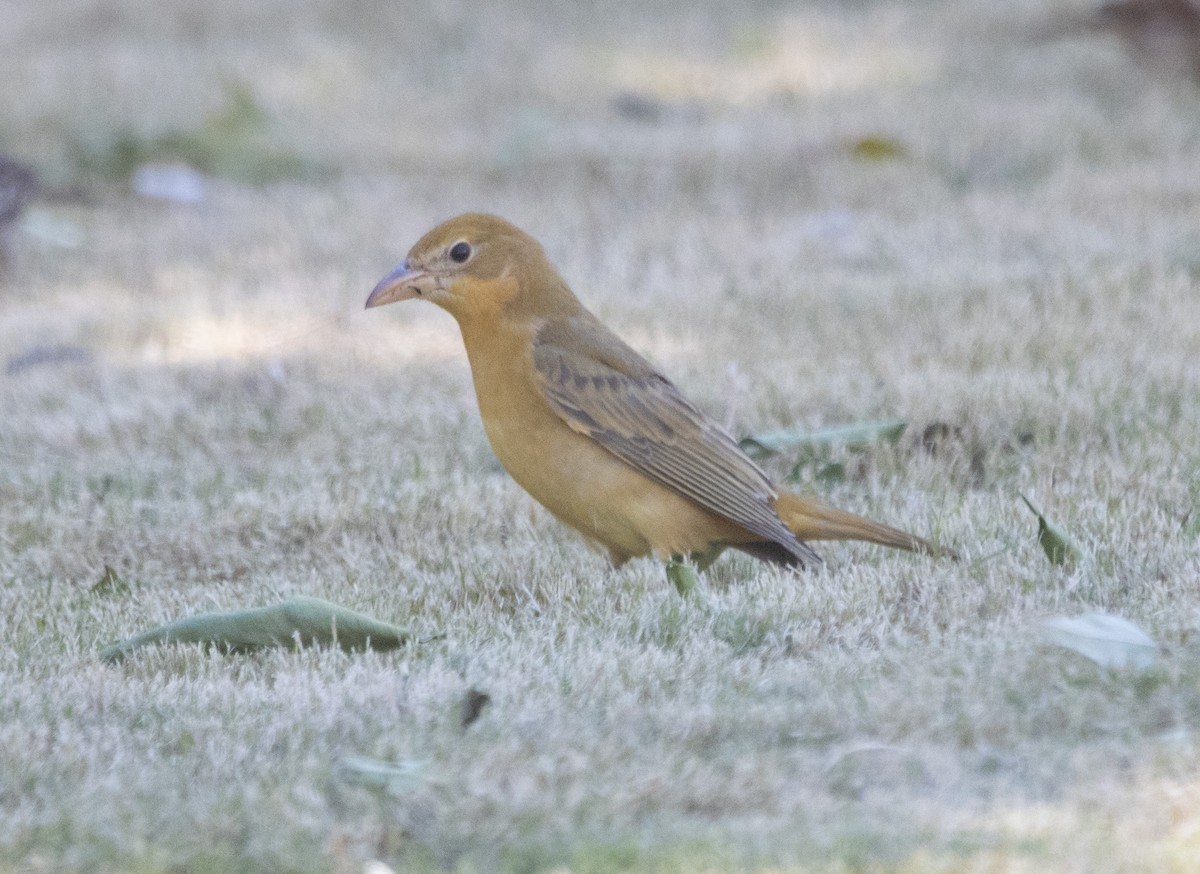 Summer Tanager - ML625265352