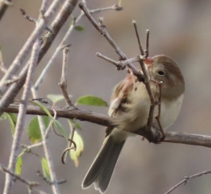 Field Sparrow - ML625265370