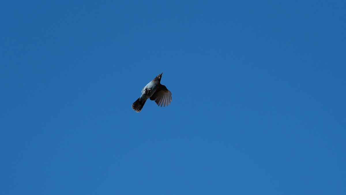 Steller's Jay - ML625265384