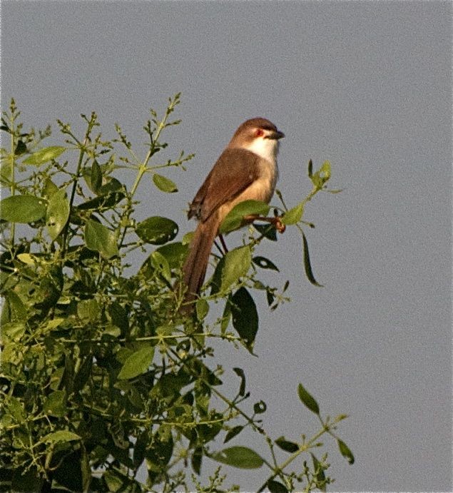 Yellow-eyed Babbler - ML625265477