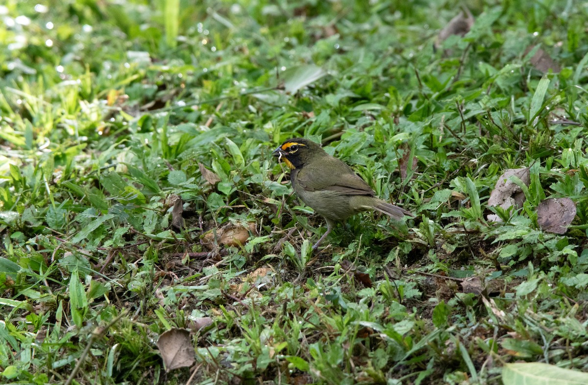 Yellow-faced Grassquit - Annika Anderson