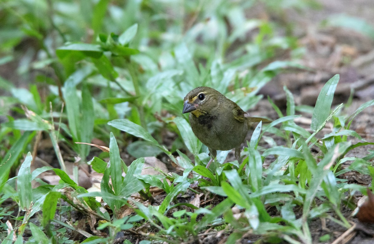 Yellow-faced Grassquit - ML625265499