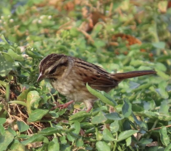 Swamp Sparrow - ML625265506