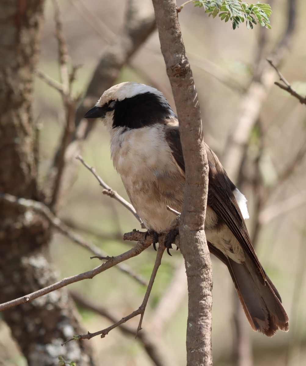 White-rumped Shrike - ML625265771