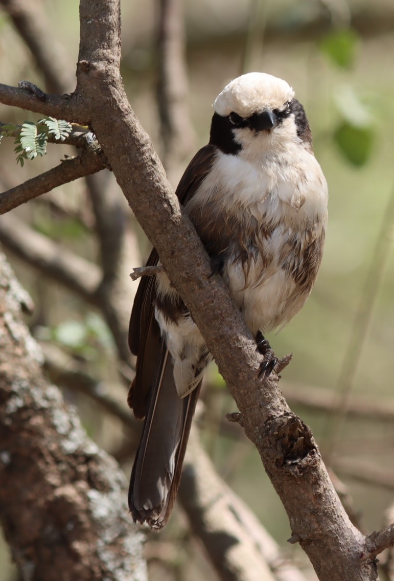 White-rumped Shrike - ML625265772