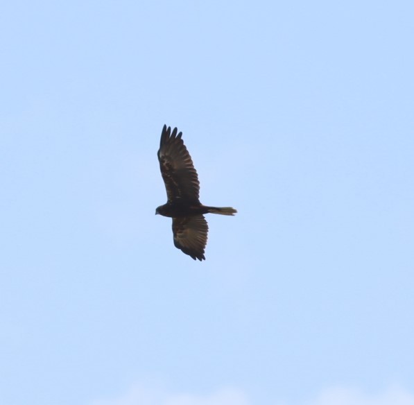 Western Marsh Harrier - ML625265965